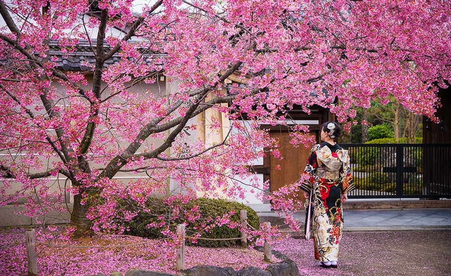 Hoa anh đào là nét đặc sắc của du lịch Nhật Bản